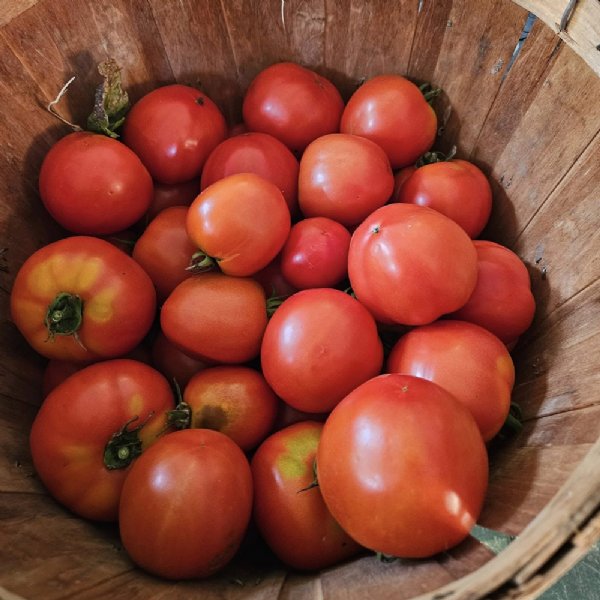 Wisconsin 55 Tomato Seeds