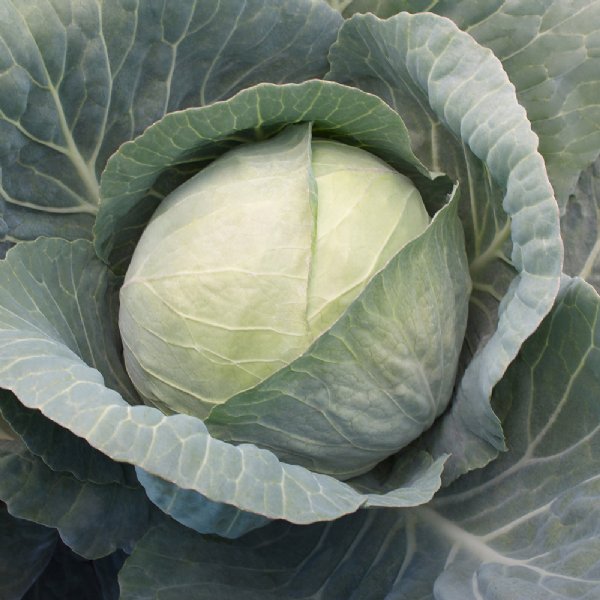 Xtreme Vantage Cabbage Seed