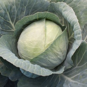 Xtreme Vantage Cabbage Seed